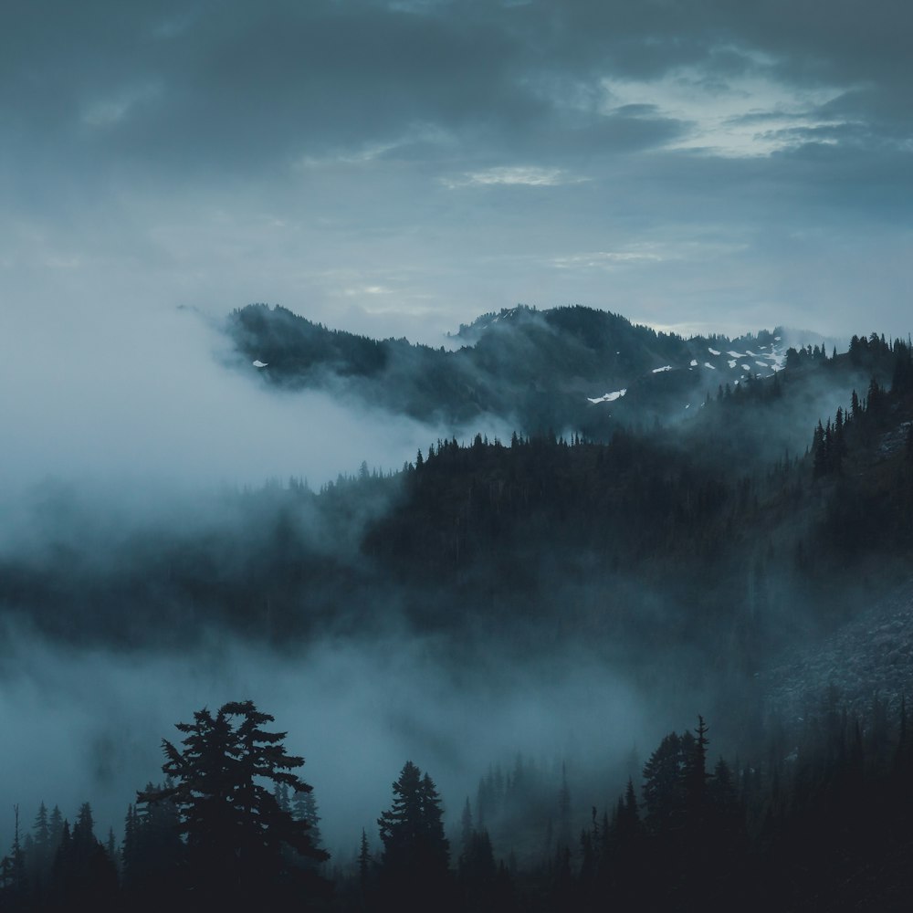 Forêt et brume au crépuscule